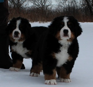 Bernese Mountain Dog: Sina