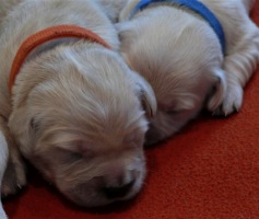 Ginny with her newborn Golden Retriever puppies