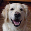 Golden Retriever: Abby