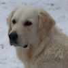 Golden Retriever image: Regalgolden Glenbern's Holly CCA