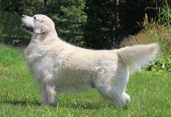 Golden Reyel CKC Reg'd Golden Retriever: MAK Jr Ch / Canadian Ch Raynox Heart Of ...